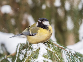 Cute bird Great tit, songbird sitting on the fir branch with snow in winter