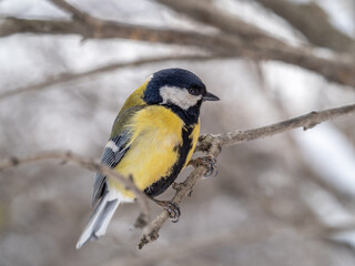 Cute bird Great tit, songbird sitting on a branch without leaves in the autumn or winter.