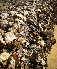 Clams On a Pipe in Australia Bay