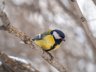 Naklejka premium Cute bird Great tit, songbird sitting on a branch without leaves in the autumn or winter.