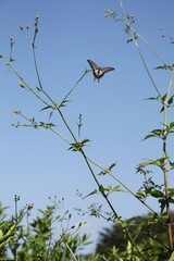 Butterfly and Bidens Pilosa 1