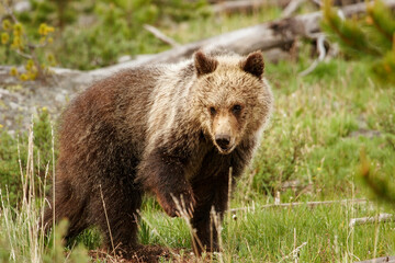 Fototapeta na wymiar Young Grizzly bear in Yellowstone National Park, Wyoming