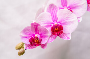 The branch of purple orchids on white fabric background