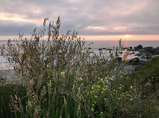 Wild flowers on the Oregon coast in the sunset