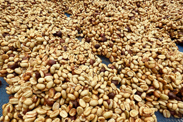 Close up of coffee beans drying in the sun              