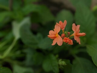 firecracker flowering plant or crossandra infundibuliformis flowering plant, kangambaram flower  plant, red and yellow flowers, attractive flower for background