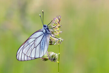 A white butterfly with black veins (Aporia crataegi) sitting on a blade of grass on a natural green background