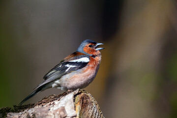 Common chaffinch-Songbird of the finch family.