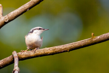 The Eurasian nuthatch or wood nuthatch (Sitta europaea) is a small passerine bird found throughout the Palearctic and in Europe.