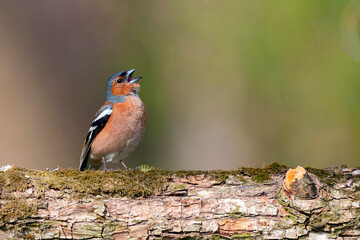 Common chaffinch-Songbird of the finch family.