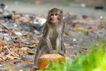 Macaque close-up in its natural habitat. Monkeys from Southeast Asia. Filmed in Cambodia