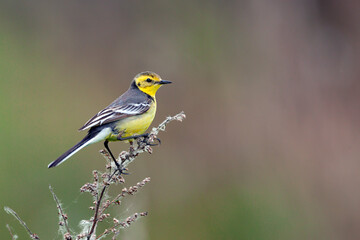 The citrine wagtail (Motacilla citreola) is a small songbird in the family Motacillidae