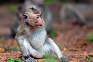 Macaque close-up in its natural habitat. Monkeys from Southeast Asia. Filmed in Cambodia