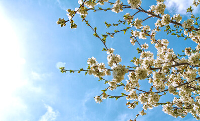 Blossoming cherry branches