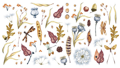 Watercolor hand-drawn rural set with vintage style illustration of natural forest elements. Herbs, seed boxes, dry flowers, leaves, feathers, branches isolated on white background
