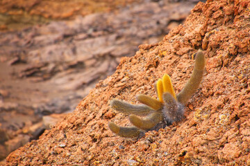 Lava cactus growing on Bartolome island in Galapagos National Park, Ecuador.