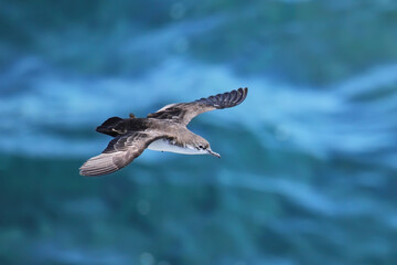 Galapagos shearwater flying above the ocean, South Plaza Island, Galapagos National Park, Ecuador.