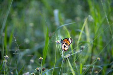 A brownish colorful butterfly fluttering over wild flowers in Phitsanulok, Thailand
