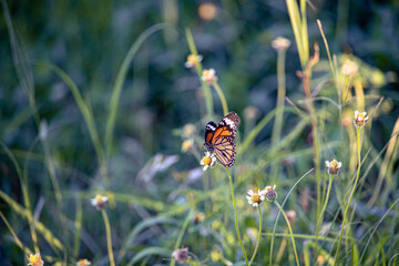 A brownish colorful butterfly fluttering over wild flowers in Phitsanulok, Thailand