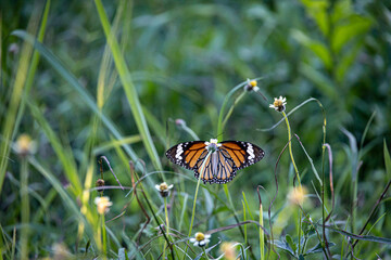 A brownish colorful butterfly fluttering over wild flowers in Phitsanulok, Thailand