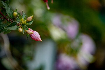 Pink fuchsia bell flowers blooming beautifully