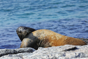 Galapagos sea lions playing on a rocky shore of South Plaza Island, Galapagos National Park, Ecuador.