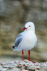 Red-billed gull on the coast of Kaikoura peninsula, South Island, New Zealand