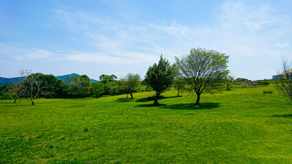 草原と木