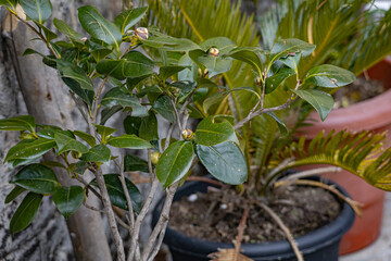 Close-up shots of camellia plant with buds about to bloom