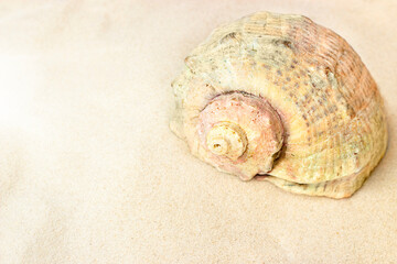 big sea shell close-up on the sand
