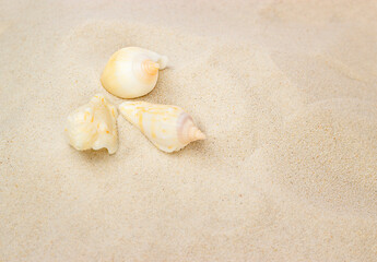 Fototapeta na wymiar three seashells lie on the sand with copy space