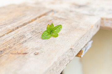 Spearmint leaf on a dusty wooden plank