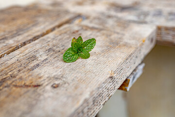 Spearmint leaf on a dusty wooden plank