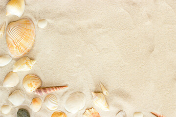 Fototapeta na wymiar shells laid out at an angle on the sand