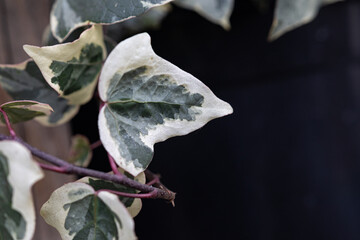 Variegated ivy plant closeup and climbing on wall