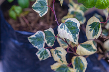 Variegated ivy plant closeup and climbing on wall