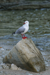Red-billed gull sitting on a rock