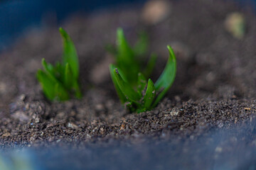 Sprouts of some green plant