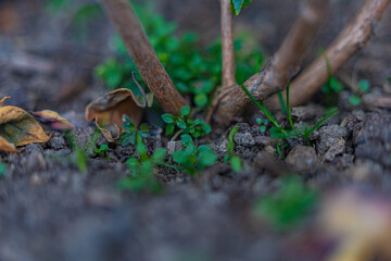 Close-up shot of weeds growing flower pots