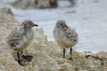 Chicks of Red-billed gull standing on rocks, Kaikoura peninsula, South Island, New Zealand