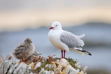 Red-billed gull with small chicks