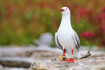 Red-billed gull with bands on its legs