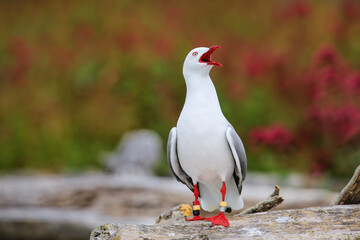 Red-billed gull with bands on its legs