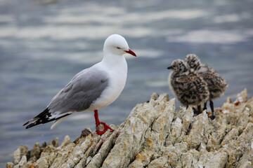 Red-billed gull with small chicks