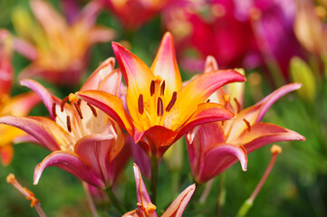 Fototapete bei efototapeten.de bestellen   