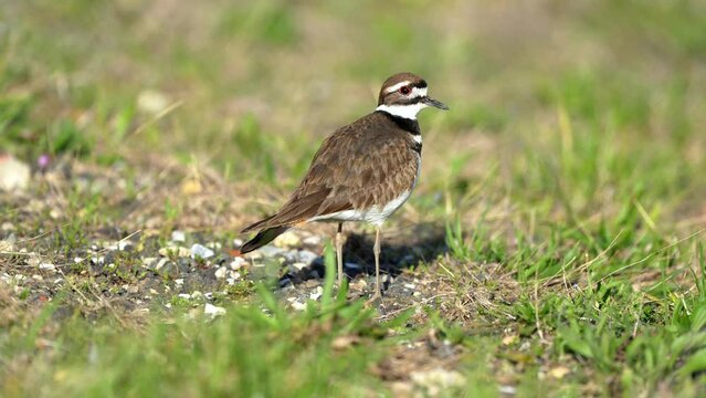 Killdeer Walking Around in the Grass