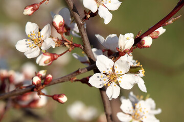 Spring flowering trees. Flowers close-up. Selective sharpness.