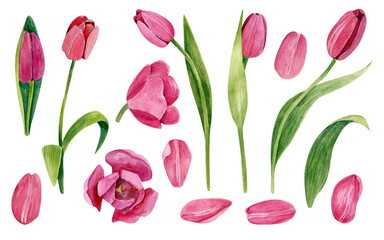 A large set of tulip flowers in various angles, petals. Botanical watercolor illustration. The elements are isolated on a white background.