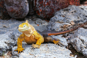 Galapagos land iguana on South Plaza Island, Galapagos National Park, Ecuador.
