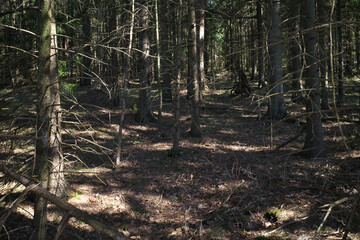 Coniferous dense forest. Ecology concept.